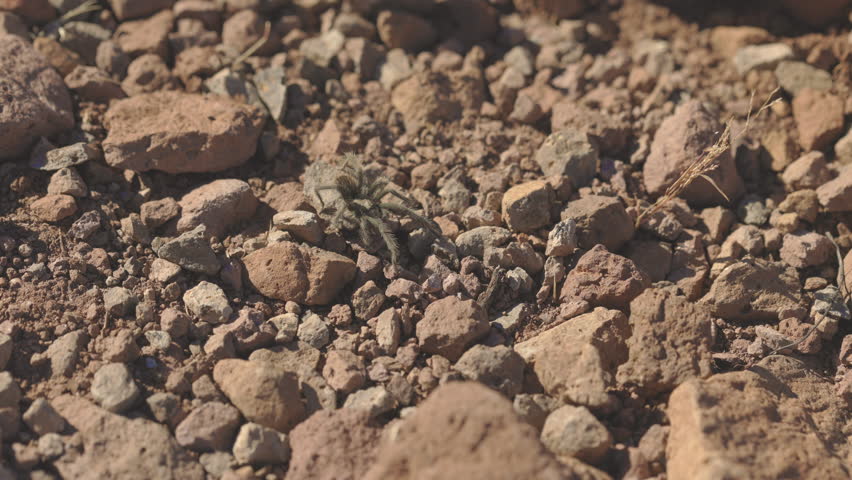 Blond Tarantula Walking in Desert Landscape 4K