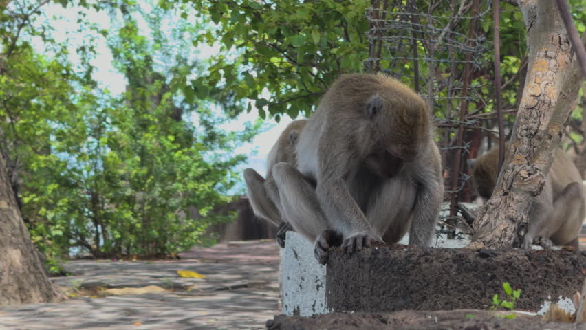 Long-tailed macaque monkey sitting on stone wall and searching food in forested environment, Pemuteran, North Bali, Indonesia.