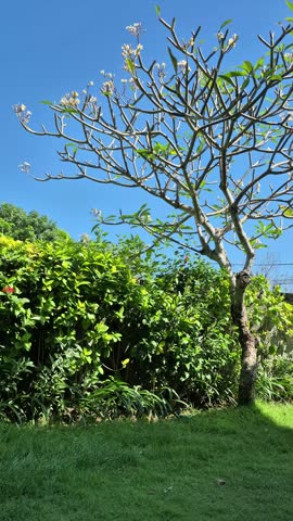 A serene daytime view of a lush backyard garden, a prominent plumeria tree with its distinctive leaves and blossoms. Green plants and grass fill the foreground, gently swaying in a subtle breeze.