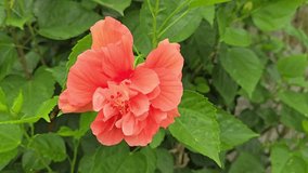 Orange hibiscus with green leaves background blowing in the breeze - Powered by Shutterstock - Get 15% off with code: PIKWIZARD15