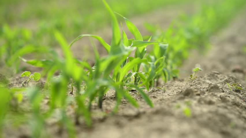 Maize corn crop seedling plants in cultivated perfectly clean agricultural plantation field with no weed, low angle view 4K with selective focus