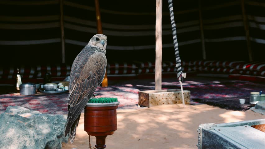 Arabian falcon bird sits on perch in courtyard of residential building. Al Seef Cultural and Historical District on shores of Dubai Creek, Dubai, UAE. Shot handheld. High quality 4k footage