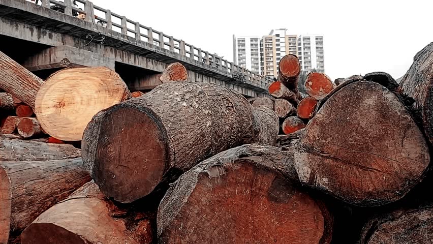 Large timber logs are piled high near an urban sawmill, with concrete buildings in the background—showing a gritty contrast between industrial activity and deforested nature.
Buriganga, Dhaka.

