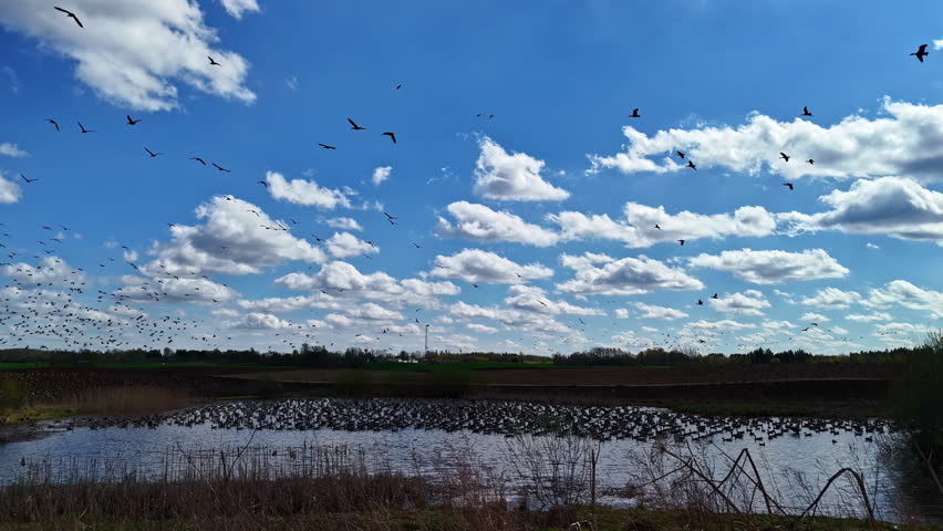 Large flock of geese flying over wetland under blue sky. Return of the migratory birds.