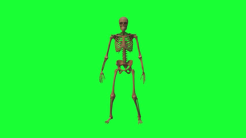Shutterstock Video