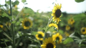Vibrant sunflower field under bright sunlight. Focus on foreground stems and leaves, with a blurred background of blooming yellow flowers. Natural, sunny, and agricultural. - Powered by Shutterstock - Get 15% off with code: PIKWIZARD15