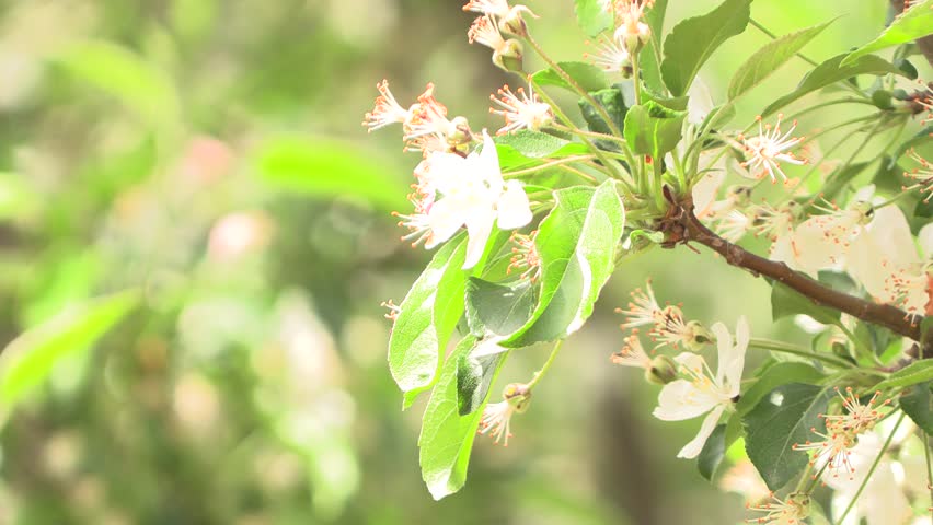 White flowers and leaves fluttering in the cool breeze.
