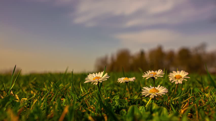 Daisies close and wilt in time-lapse as light shifts from warm yellow to cold blue tones.