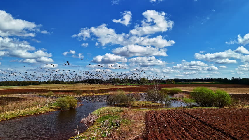 Beautiful aerial shot of a calm landscape with birds flying over a peaceful wetland