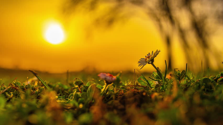 Daisy flowers recede into bulb from full bloom white and blue petals as sun sets, macro time lapse