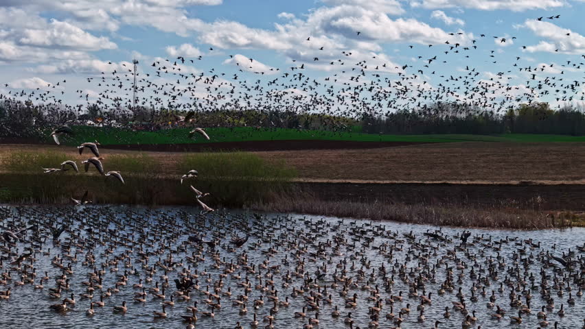 Flock of geese taking flight over pond in rural field. Birds returning from migration in spring.