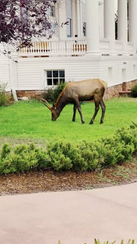 Misty Morning Scene of Reindeer Grazing Among Trees and Foliage in Colorado