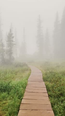 Vertical Hiking Trail through Misty Forest in Colorado