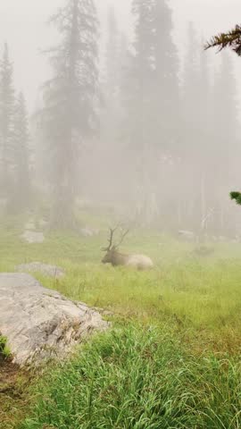 Misty Morning Scene of Reindeer Grazing Among Trees and Foliage in Colorado