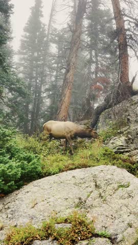 Misty Morning Scene of Reindeer Grazing Among Trees and Foliage in Colorado