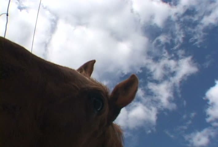 Curious horse close up to camera lens. Multiple clips.