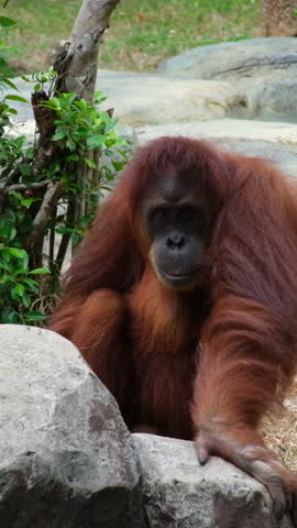 Orangutans, great apes, tropical forests. Orangutan sitting rocks is captured sitting on a rock and playing around in a zoo enclosure.