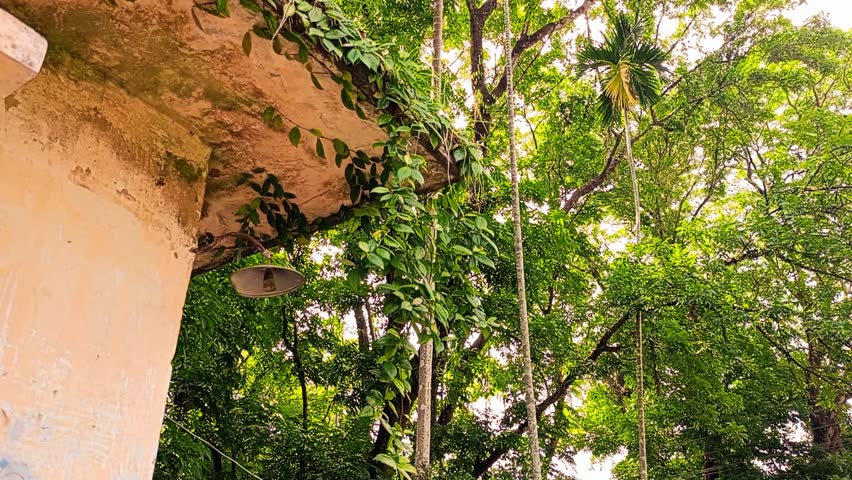 Concrete blends with overgrown trees in a powerful visual where man-made form yields to natural dominance.
Sylhet, Bangladesh. 
04 May, 2025.