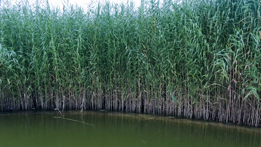 Explore the tranquil beauty of Lake Reeds set against a serene landscape