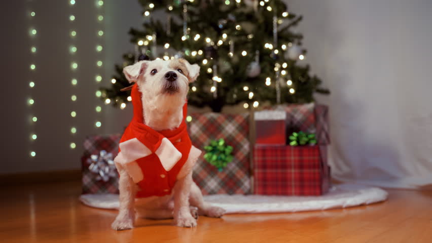 Portrait of Jack Russell Terrier dog dressed in a festive reindeer costume sitting beside Christmas presents under a Christmas tree.