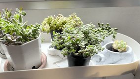 Succulent plant in flower pot with sunlight in living room 4k video - Powered by Shutterstock - Get 15% off with code: PIKWIZARD15