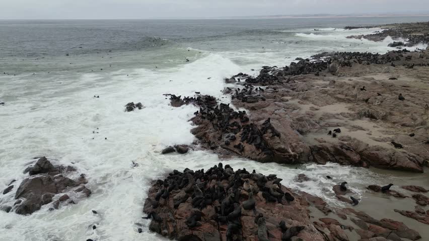 An Aerial view of the group of seals on the rocky shoreline