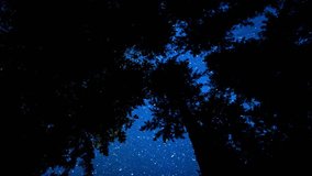 Night Sky View Through Silhouetted Trees - Powered by Shutterstock - Get 15% off with code: PIKWIZARD15