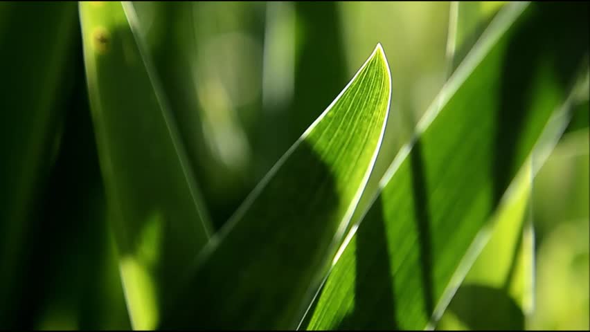 Sunlit leaves of the Siberian iris (Iris sibirica)