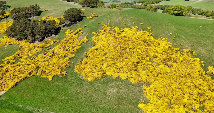 Gorse Shrub with Yellow Flowers in Scottish Countryside. Aerial Drone Footage