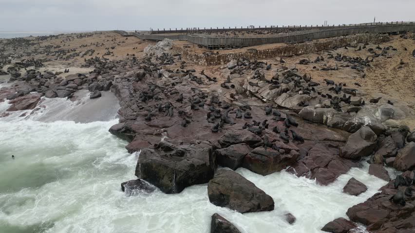 An Aerial view of the group of seals on the rocky shoreline and swimming wavy ocean