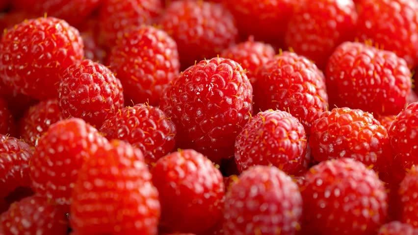 Close-Up View of Fresh Red Raspberries, Abundant Harvest