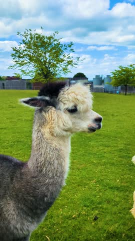 Vertical Video Close Up of Cite Alpaca in Grazing Field with Bright Blue Sky and Trees in Background.