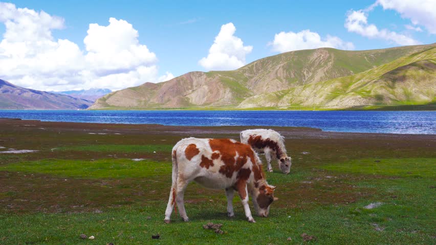 Yak cows grazing peacefully in highland pasture near tranquil lake