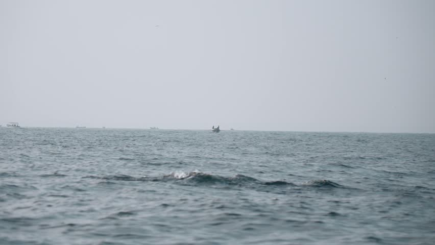 Dolphins jumping out of rough ocean water, tele handheld shot, ships in the horizon