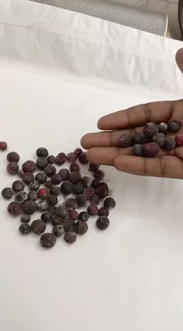 Closeup of a male hand  finger  holding a bowl of Phalsa fruit isolated white background 