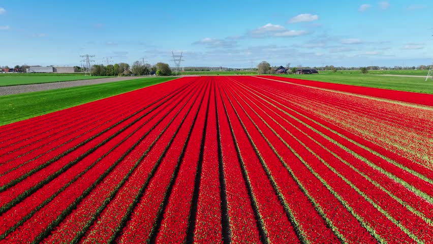 Flying over red tulip fields in the Netherlands