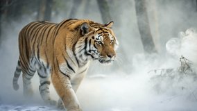 A Siberian Tiger walks through a misty, snowy forest, its orange and black stripes contrasting with the white snow. - Powered by Shutterstock - Get 15% off with code: PIKWIZARD15