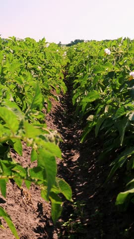 Close-up. Potato plants in white bloom. Green flowering potato bushes planted in rows on a farm field. Potato growing, crop. agriculture. summer sunny day.