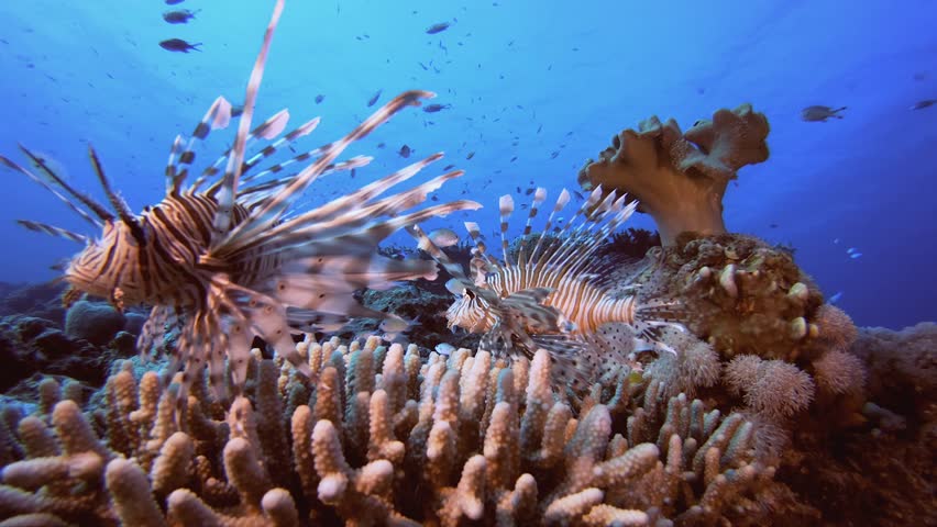 Lion-fish Tropical Fish Coral Reef. Underwater fish reef marine lion-fish (Pterois miles). Tropical colourful underwater seascape. Reef coral scene. Colourful tropical coral reefs. Marine life fish