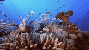 Lion-fish Tropical Fish Coral Reef. Underwater fish reef marine lion-fish (Pterois miles). Tropical colourful underwater seascape. Reef coral scene. Colourful tropical coral reefs. Marine life fish - Powered by Shutterstock - Get 15% off with code: PIKWIZARD15