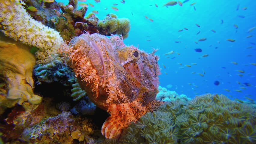 Ocean Corals Scorpion Fish. Underwater tropical scorpion-fish (Scorpaenopsis oxycephala). Underwater fish reef marine. Tropical colourful underwater seascape. Reef coral scene. Coral garden seascape. 