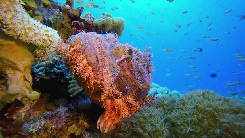 Ocean Corals Scorpion Fish. Underwater tropical scorpion-fish (Scorpaenopsis oxycephala). Underwater fish reef marine. Tropical colourful underwater seascape. Reef coral scene. Coral garden seascape. 