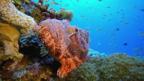 Ocean Corals Scorpion Fish. Underwater tropical scorpion-fish (Scorpaenopsis oxycephala). Underwater fish reef marine. Tropical colourful underwater seascape. Reef coral scene. Coral garden seascape.  - Powered by Shutterstock - Get 15% off with code: PIKWIZARD15