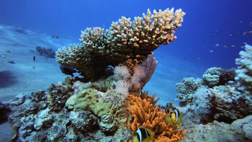 Red Clownfish and Sea Anemones. Underwater tropical clownfish (Amphiprion bicinctus) and sea anemones. Underwater fish reef marine. Tropical colourful underwater seascape. Reef coral scene.