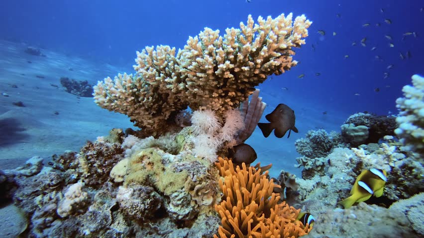 Red Clownfish and Sea Anemones. Underwater tropical clownfish (Amphiprion bicinctus) and sea anemones. Underwater fish reef marine. Tropical colourful underwater seascape. Reef coral scene.