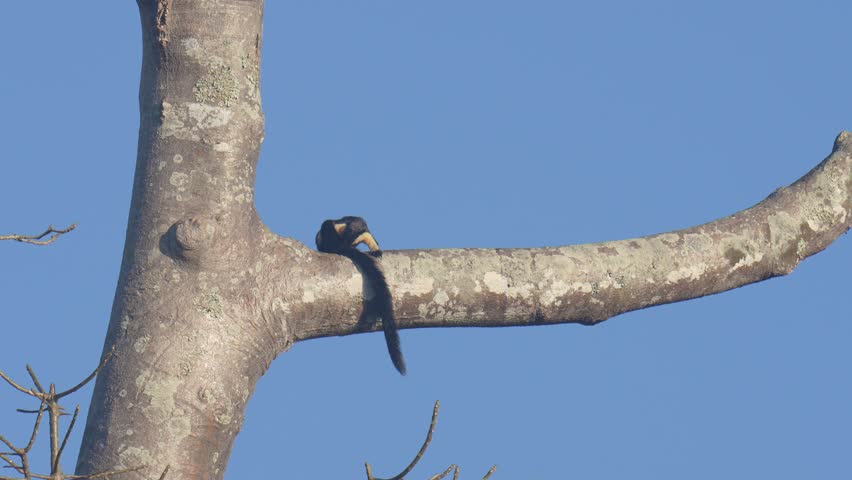 Black giant squirrel on a tree branch