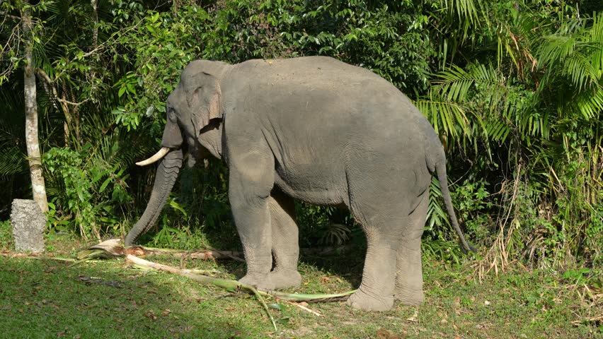 Thai elephants forage freely and friendly in national parks.