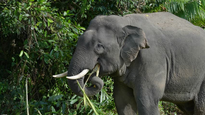 Thai elephants forage freely and friendly in national parks.