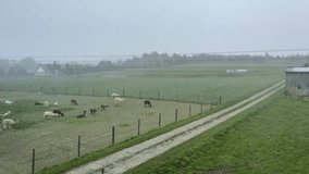 Wide shot of a fenced pasture with various alpacas grazing while strong hail falls across the scene, wiping over the Polish alpaca farm. The road beside the enclosure is wet and lined with grass. - Powered by Shutterstock - Get 15% off with code: PIKWIZARD15