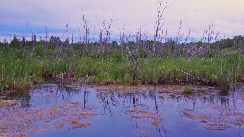 Swamp and dry trees at the side of highway. Woodlands of North America Ontario, Canada. Old dead fir and spruce trees near swamp. Wild forests at Bruce Peninsula. Stops during traveling.